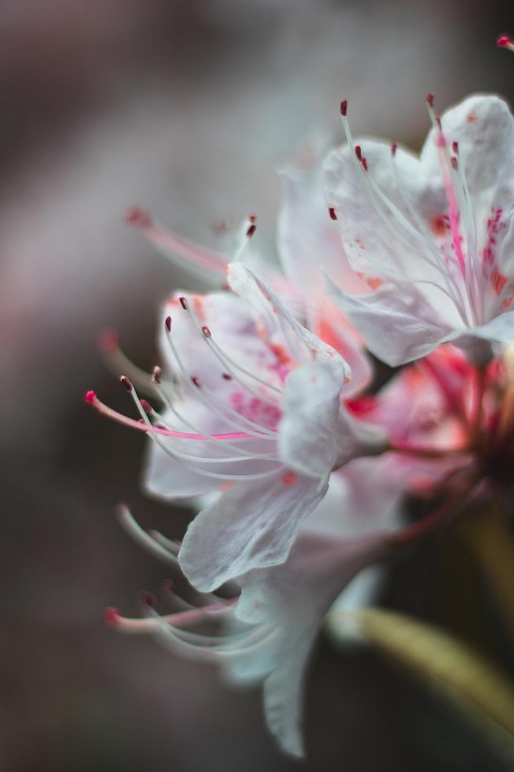 Nature Blossom Plant Garden Spring Bloom Flowers Nature Blossom Plant Garden Spring Bloom Flowers