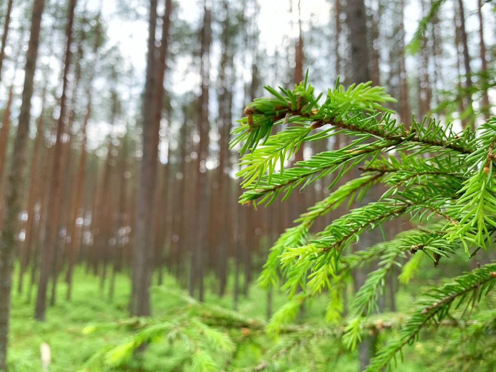Nature Trees Green Fir Forest Latvia Nature Trees Green Fir Forest Latvia