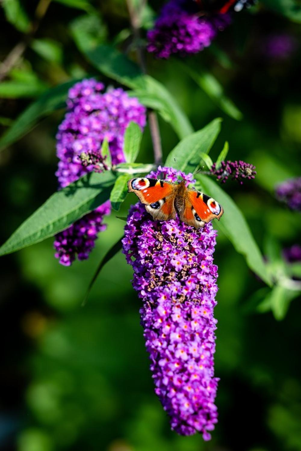 Nature Butterfly Garden Insect Summer Fauna Wings Nature Butterfly Garden Insect Summer Fauna Wings