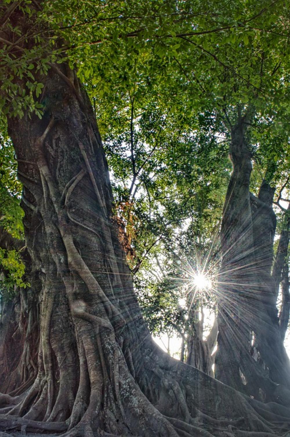 Nature Tree Green Landscape Nature Tree Green Landscape