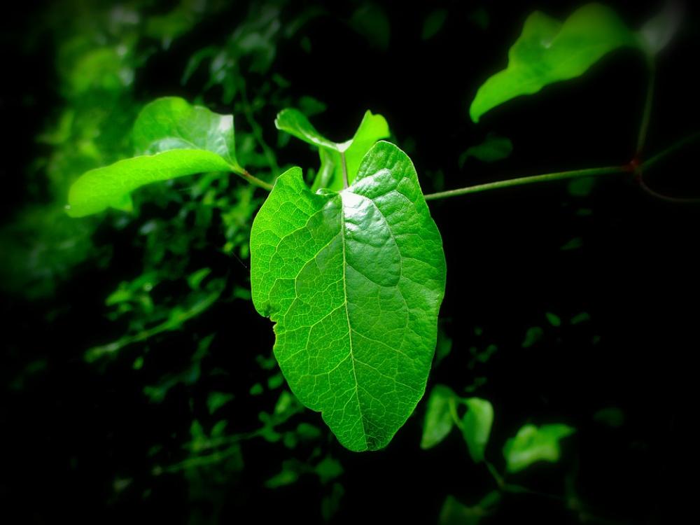 Nature Leaves Green Garden Black Tree Plants Nature Leaves Green Garden Black Tree Plants