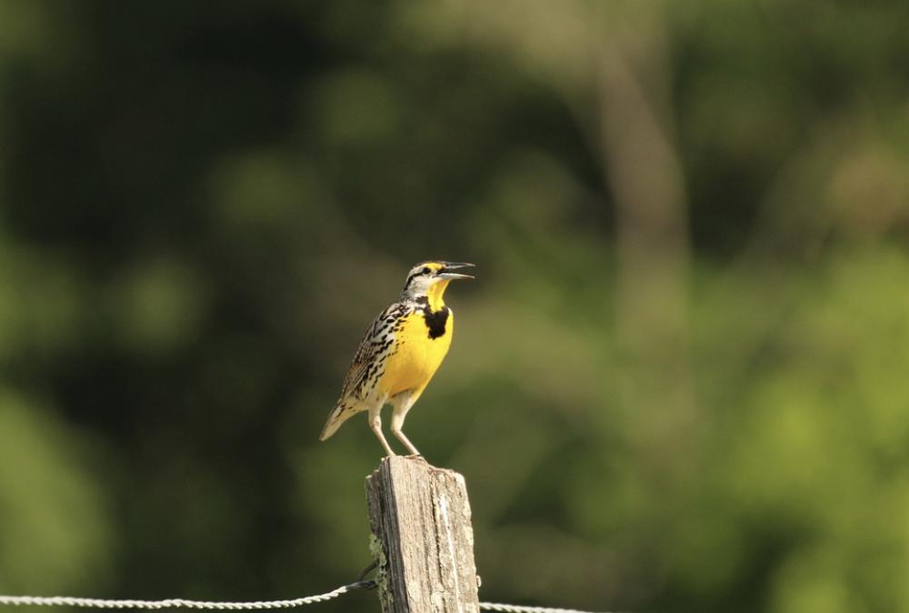 Nature Bird Feather Colorful Wildlife Nature Bird Feather Colorful Wildlife