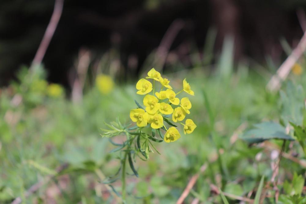 Nature Wild Forest Yellow Flower Mountain Flower Nature Wild Forest Yellow Flower Mountain Flower