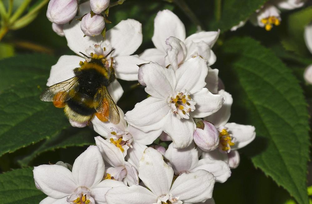 Of Deutzia Flower Nature Hummel Vegetable Garden Of Deutzia Flower Nature Hummel Vegetable Garden