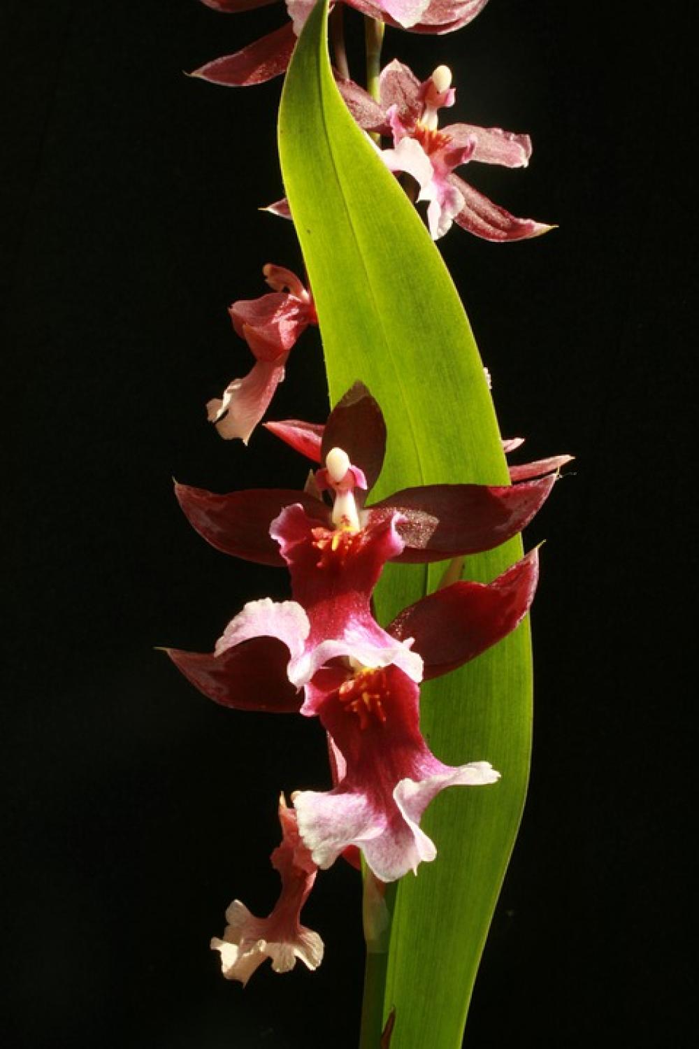 Orchid Flower Plant Orchid Flower Plant