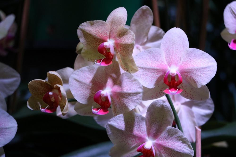 Orchid Floral Blossom Bloom Pink Exotic Orchid Floral Blossom Bloom Pink Exotic