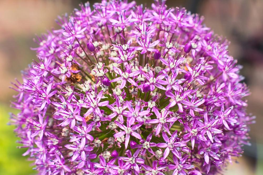 Ornamental Onion Blossom Bloom Red Plant Summer Ornamental Onion Blossom Bloom Red Plant Summer