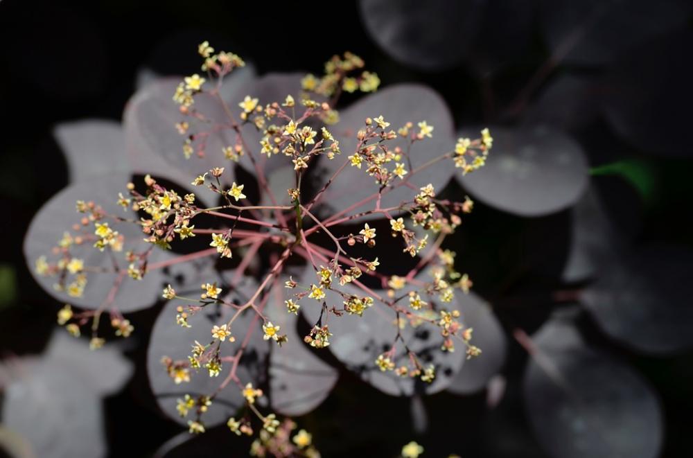 Ornamental Shrub Flowers Leaves Spring Garden Ornamental Shrub Flowers Leaves Spring Garden