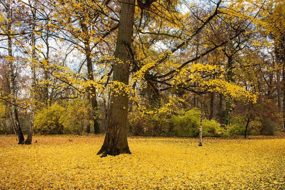 Palace Autumn Leaves Building Park Travel Palace Autumn Leaves Building Park Travel