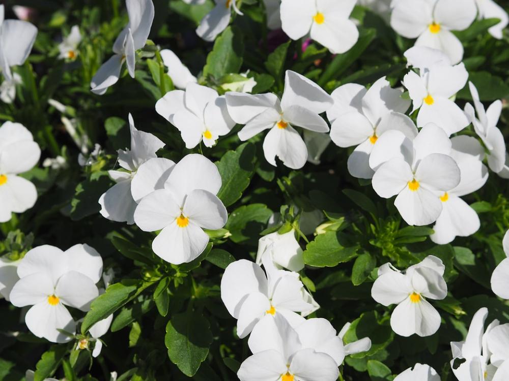 Pansy Plant Flower Spring Nature Garden Bloom Pansy Plant Flower Spring Nature Garden Bloom