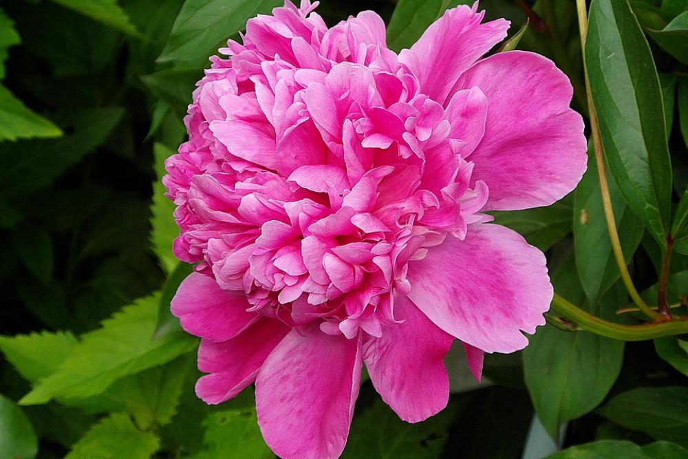 Peony Flower Pink Petals Garden Flora Plant Peony Flower Pink Petals Garden Flora Plant