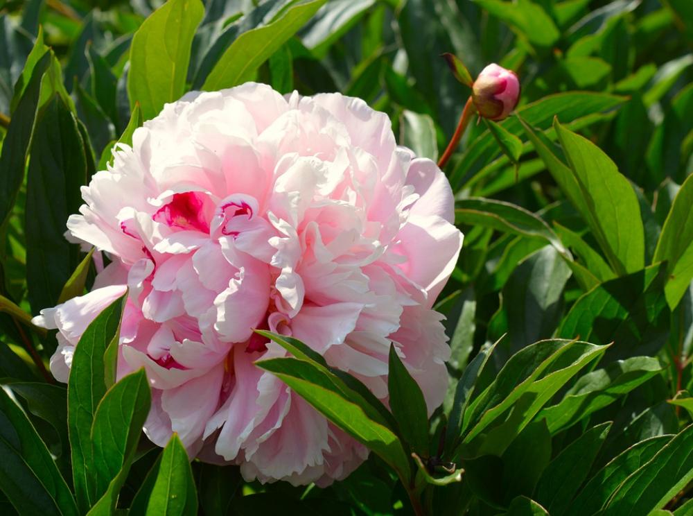 Peony Flower Blossom Bloom Flora Ornamental Plant Peony Flower Blossom Bloom Flora Ornamental Plant