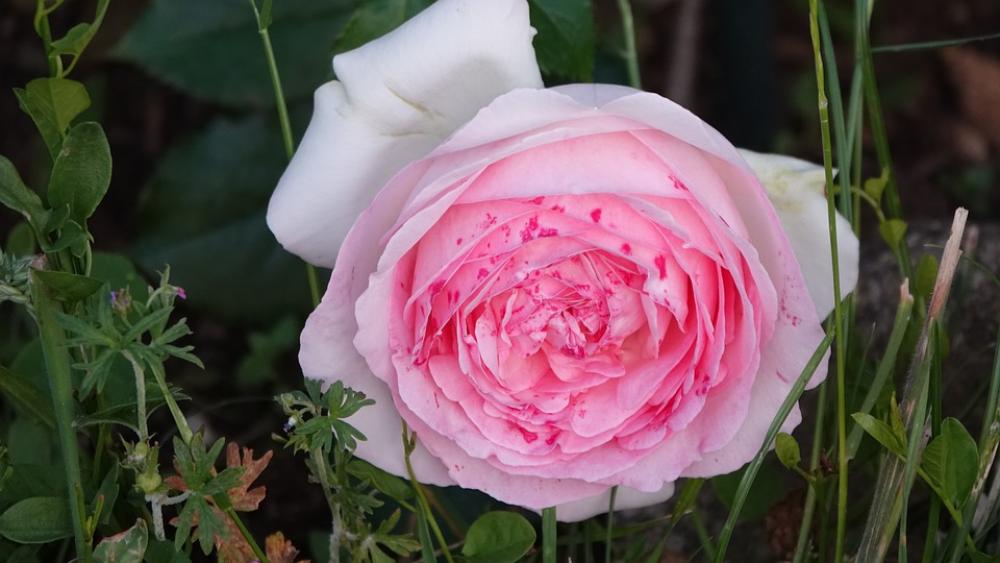 Pink Garden Petals Love Ronsard Pink Garden Petals Love Ronsard