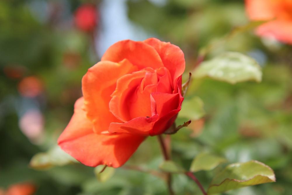 Pink Roses Rose Bud Romantic Botany Pink Roses Rose Bud Romantic Botany