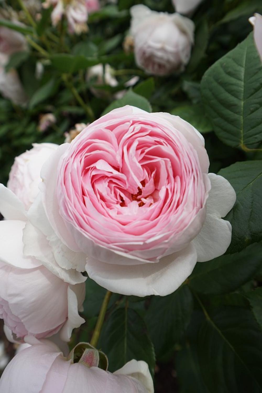 Pink Rose Flower Garden Nature Pink Rose Flower Garden Nature