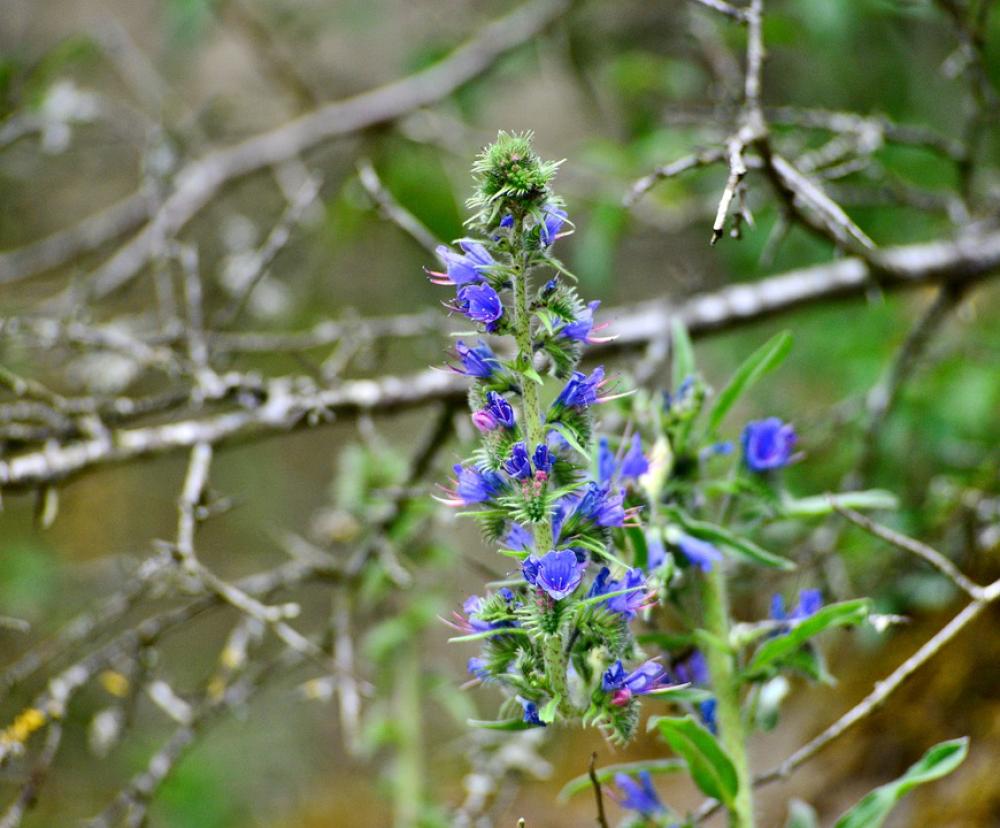 Plant Bloom Nature Blue Flowers Flora Spring Plant Bloom Nature Blue Flowers Flora Spring