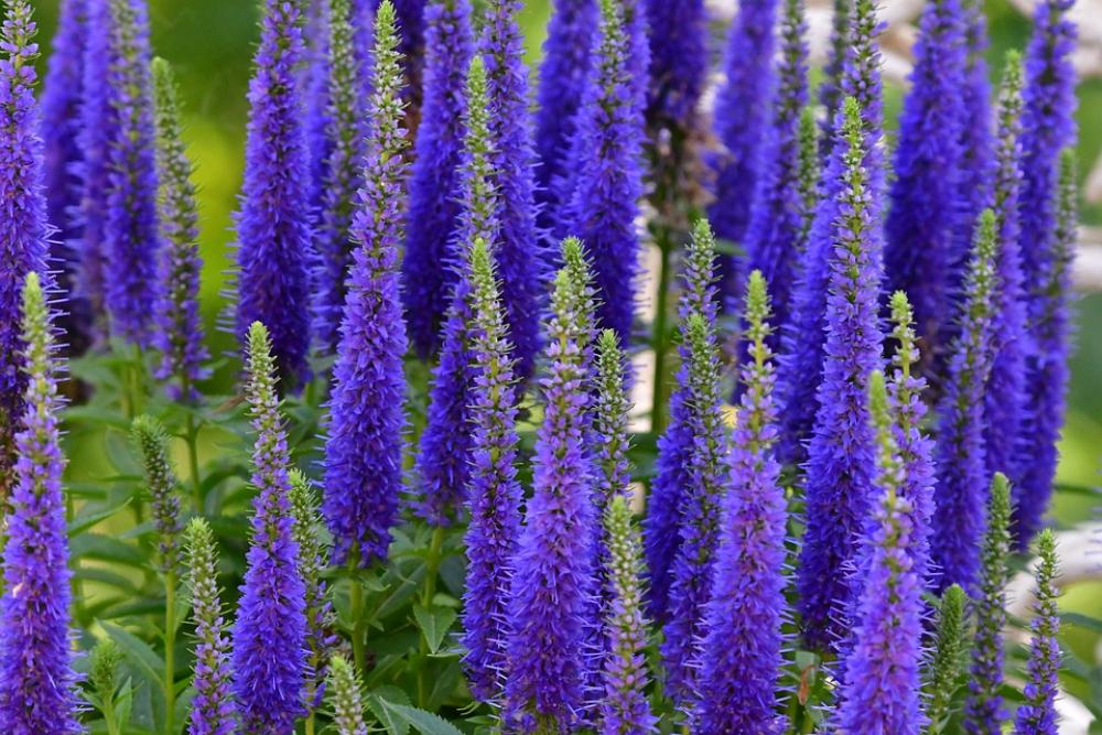 Plant Flower Blue Nature Color Bloom Vertical Plant Flower Blue Nature Color Bloom Vertical