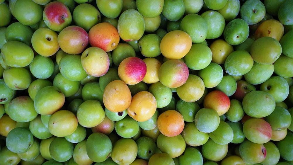 Plum Fruit Health Nature Plum Fruit Health Nature