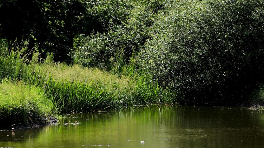 Pond Bank Nature Rest Landscape Waters Idyllic Pond Bank Nature Rest Landscape Waters Idyllic