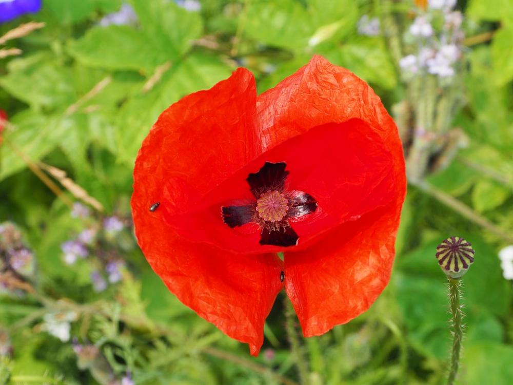Poppy Close Up Red Green Blossom Bloom Flower Poppy Close Up Red Green Blossom Bloom Flower