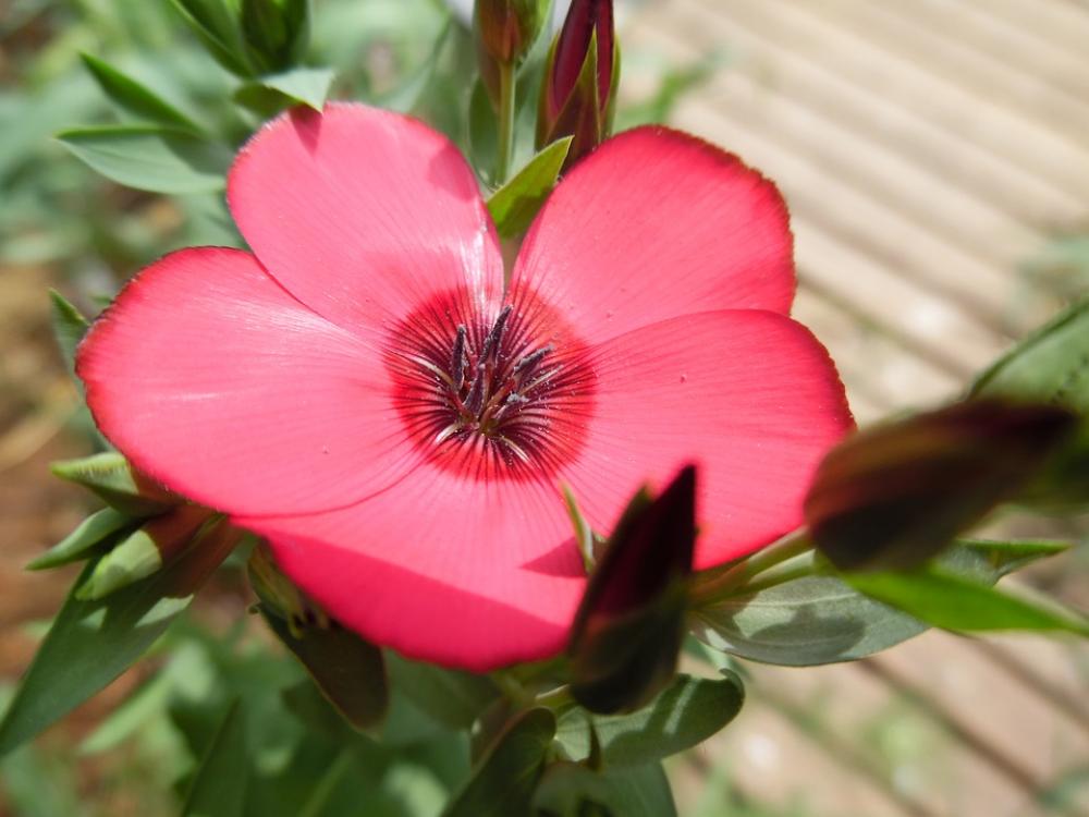 Poppy Corn Poppy Flower Nature Red Summer Poppy Corn Poppy Flower Nature Red Summer