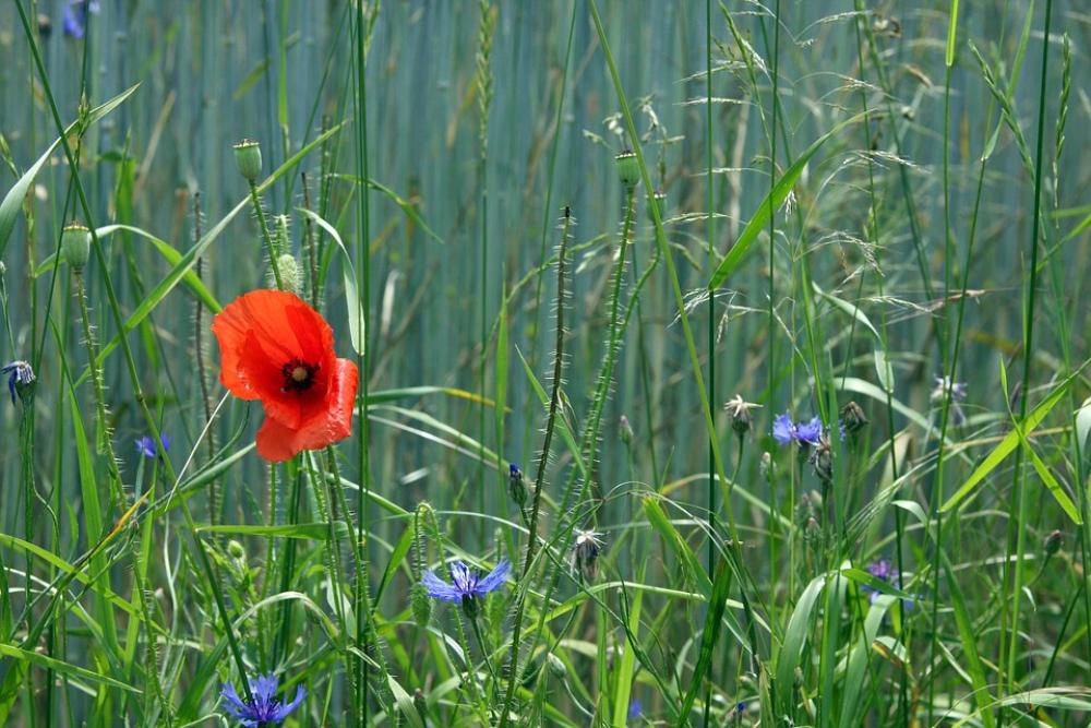 Poppy Summer Diversity Red Nature Poppy Flower Poppy Summer Diversity Red Nature Poppy Flower