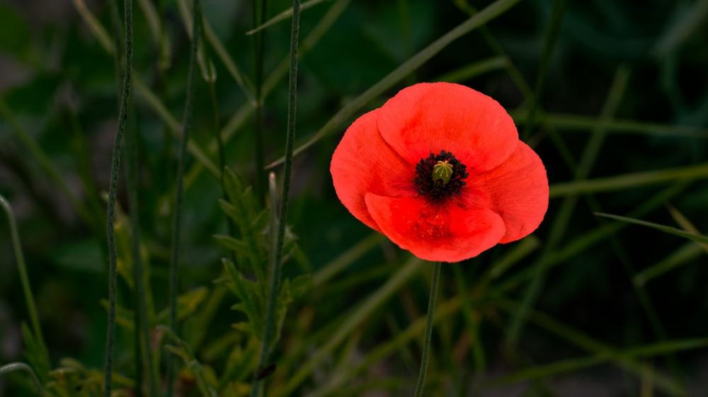 Poppy Red Summer Flower Nature Klatschmohn Plant Poppy Red Summer Flower Nature Klatschmohn Plant