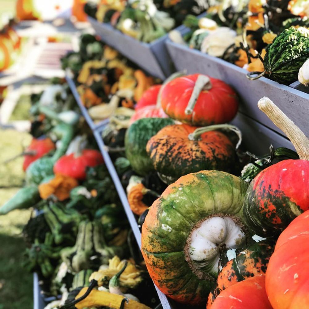 Pumpkin Farm Autumn Gourd Squash Orange Harvest Pumpkin Farm Autumn Gourd Squash Orange Harvest