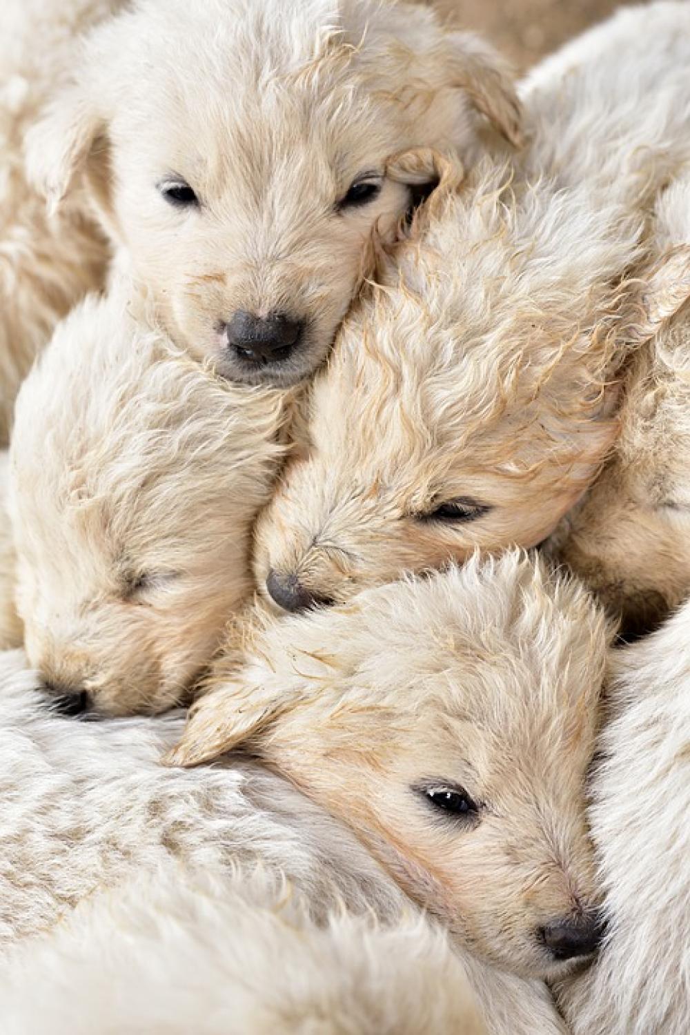 Puppies Young Small Tender Group Animal Pet Cute Puppies Young Small Tender Group Animal Pet Cute