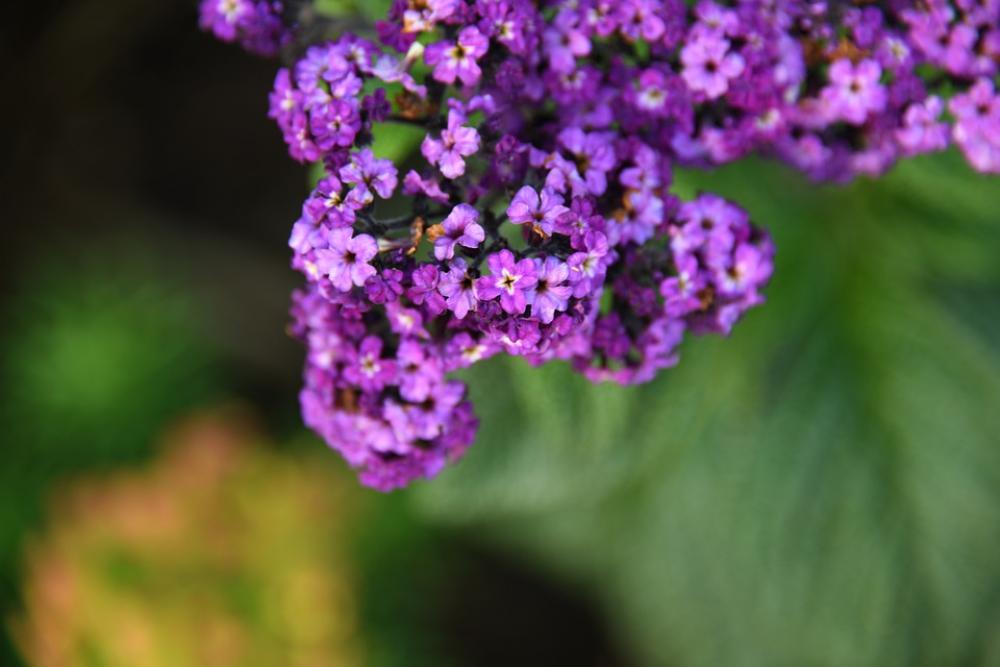 Purple Flower Bloom Color Leaf Plant Growth Life Purple Flower Bloom Color Leaf Plant Growth Life
