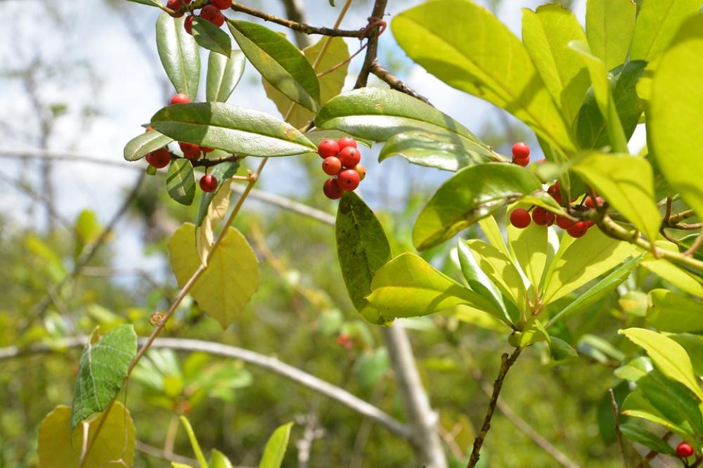 Red Berries Leaves Green Outdoors Red Berries Leaves Green Outdoors