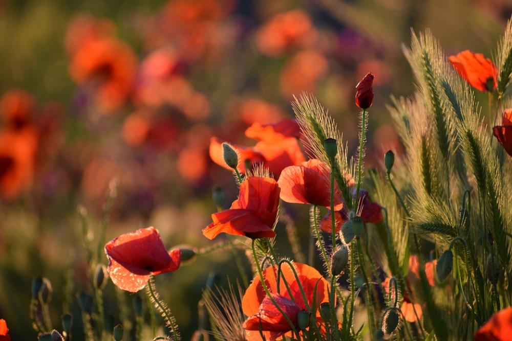 Red Poppy Evening Sunset Bloom Golden Hour Flower Red Poppy Evening Sunset Bloom Golden Hour Flower