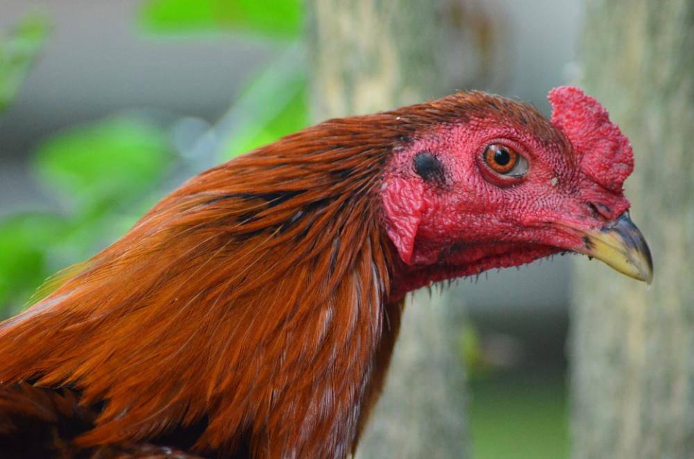 Rooster Red Pet Animal Rooster Red Pet Animal