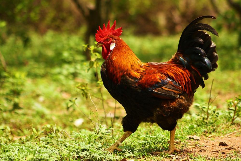 Rooster Bird Poultry Livestock Feather Chicken Rooster Bird Poultry Livestock Feather Chicken