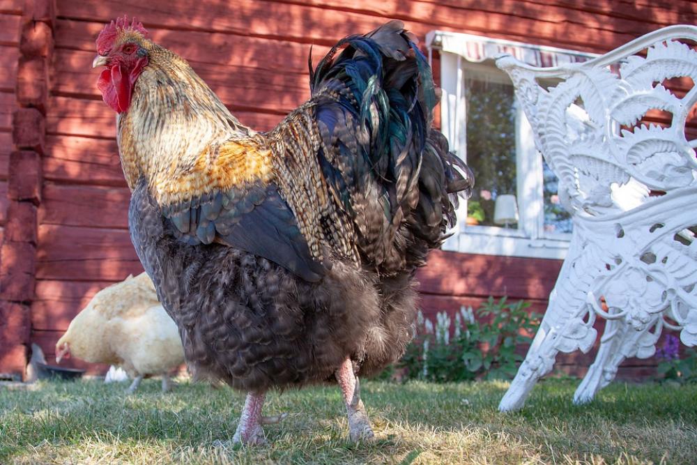 Rooster Hen Birds Hens Poultry Agriculture Farm Rooster Hen Birds Hens Poultry Agriculture Farm