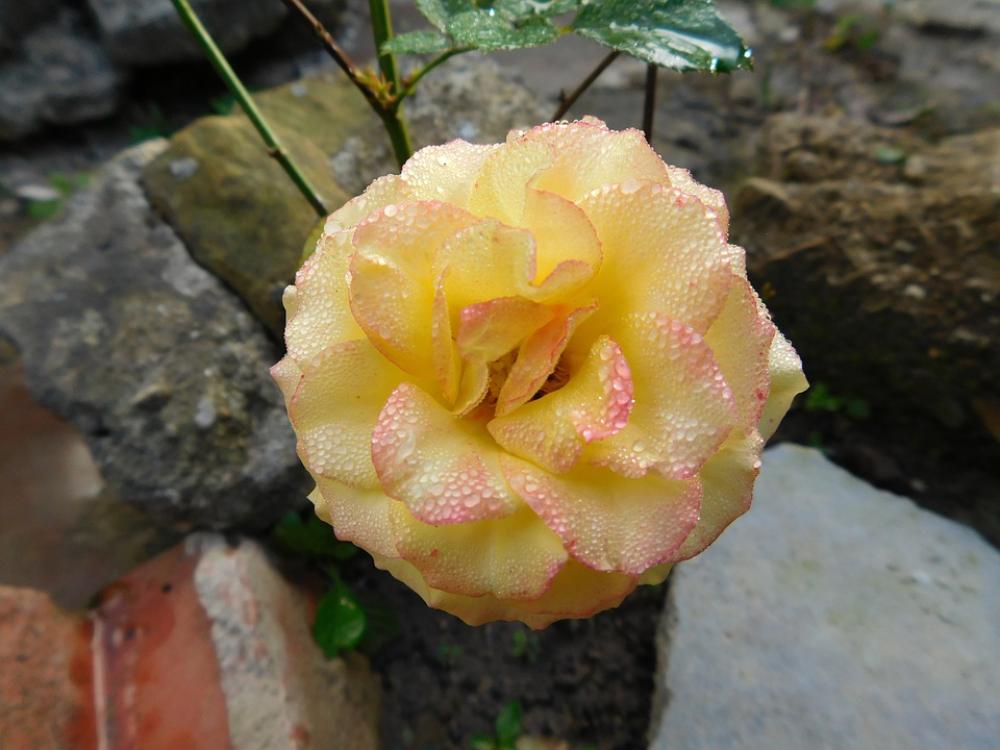 Rosa Flower Yellow Spray Rosa Flower Yellow Spray