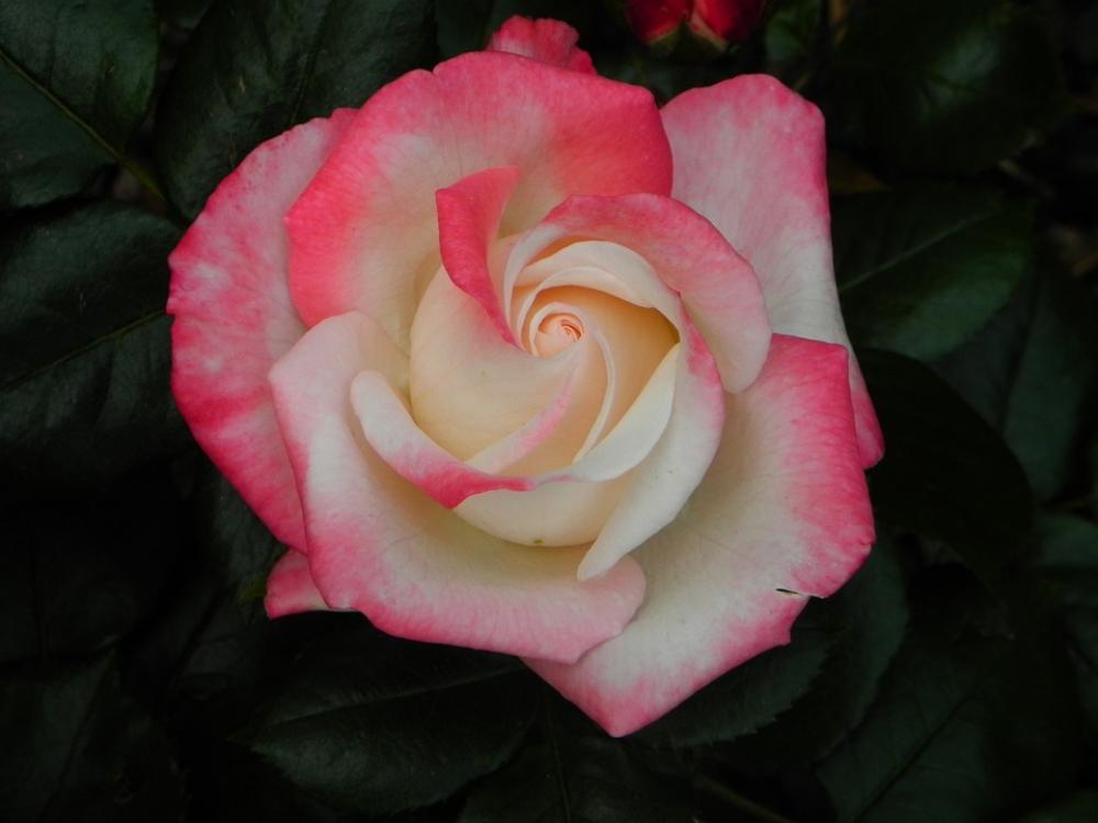 Rose White Wedding Nature Flower Blossom Bloom Rose White Wedding Nature Flower Blossom Bloom