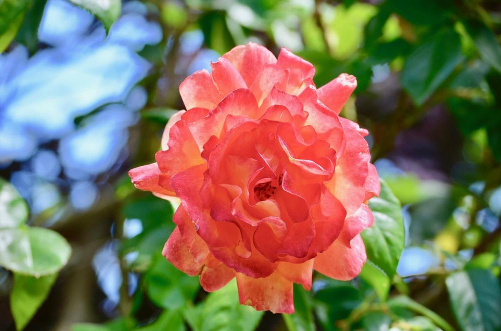 Rose Blossom Bloom Flower Rose Bloom Plant Petals Rose Blossom Bloom Flower Rose Bloom Plant Petals