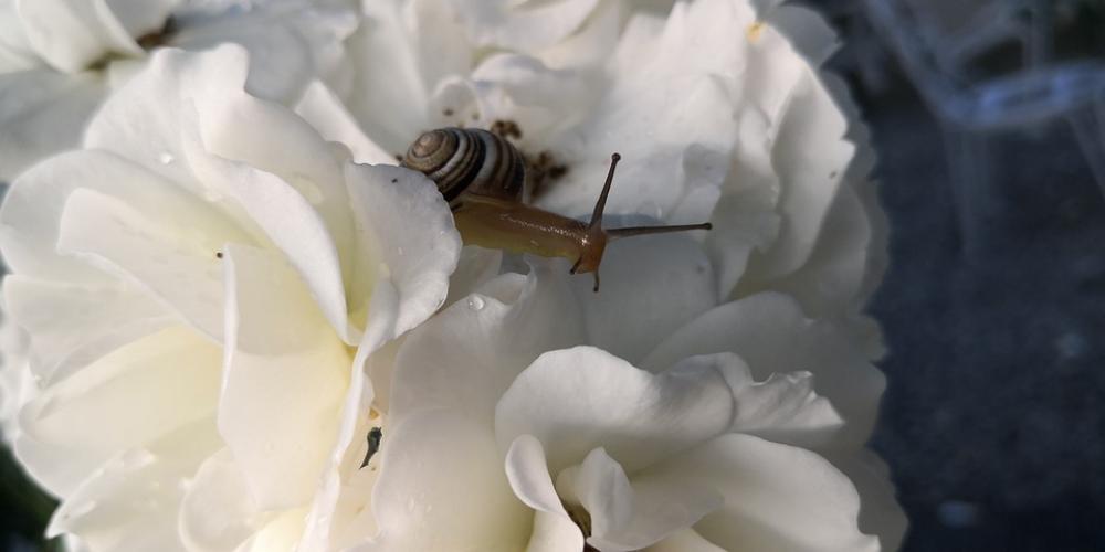 Rose Snail Nature Rose Snail Nature