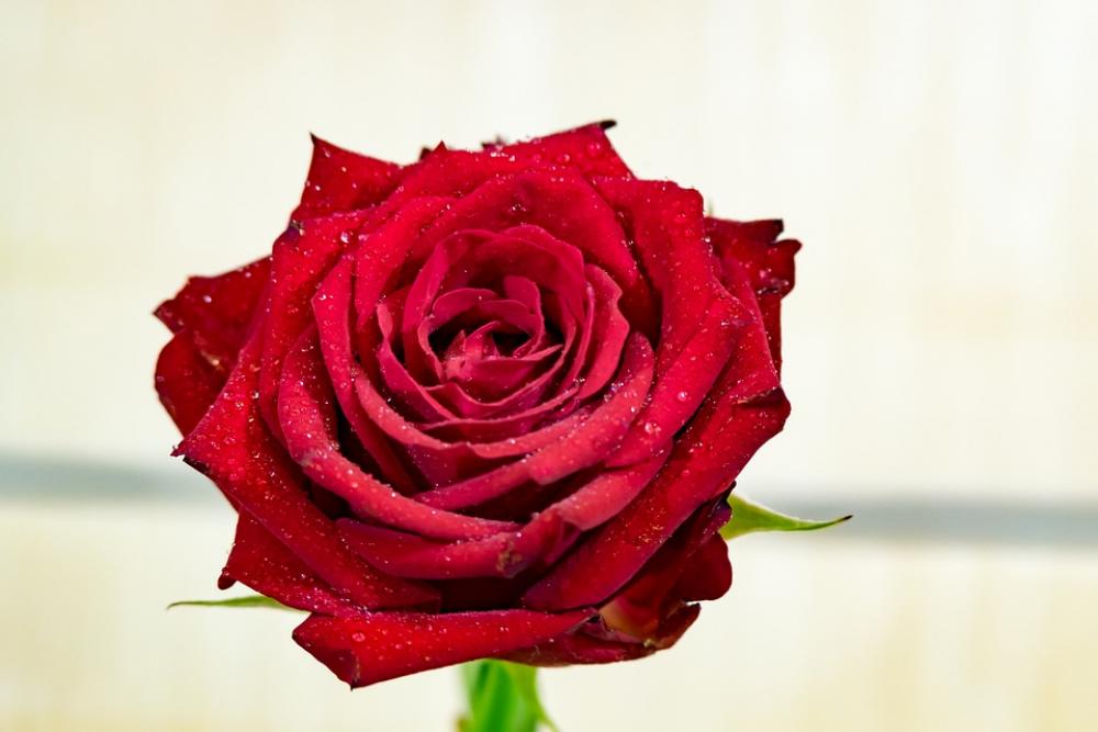 Rose Red The Petals Flower Rosa Drops Rose Red The Petals Flower Rosa Drops