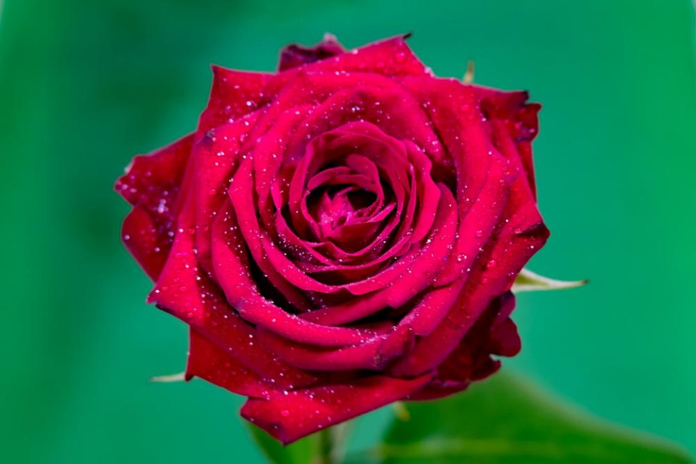 Rose Red The Petals Flower Rosa Drops Rose Red The Petals Flower Rosa Drops