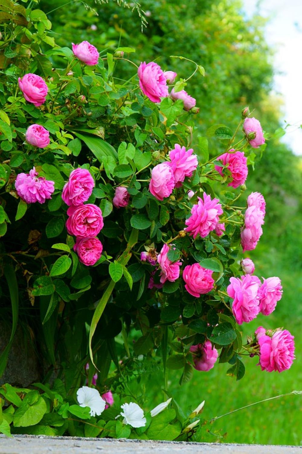 Rose Flowers Blossom Bloom Rose Bloom Rose Flowers Blossom Bloom Rose Bloom
