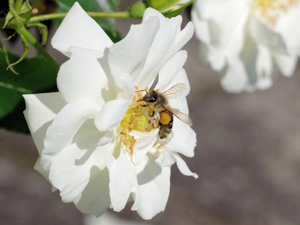 Rose Bee Pollen Garden Nature Spring Summer Rose Bee Pollen Garden Nature Spring Summer