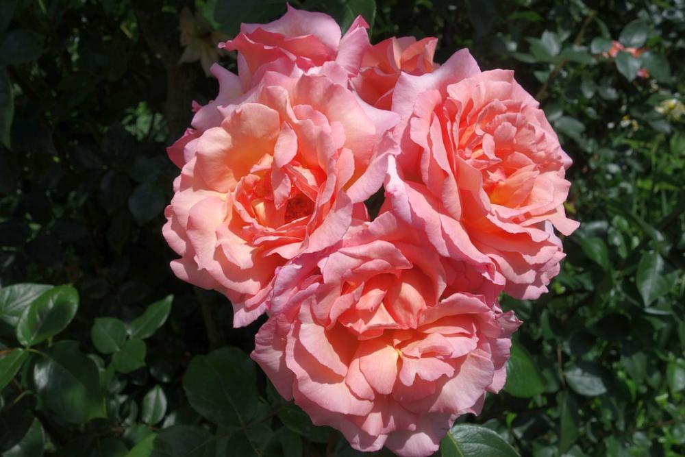 Rose Blossom Bloom Plant Rose Bloom Romantic Rose Blossom Bloom Plant Rose Bloom Romantic