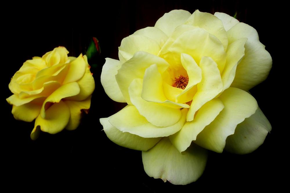Roses Flowers Yellow Nature The Petals Beauty Roses Flowers Yellow Nature The Petals Beauty