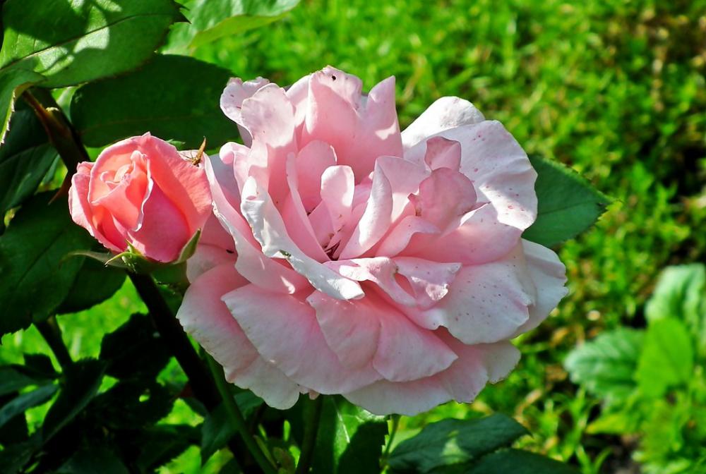 Roses Flowers Pink Nature The Petals Beauty Roses Flowers Pink Nature The Petals Beauty