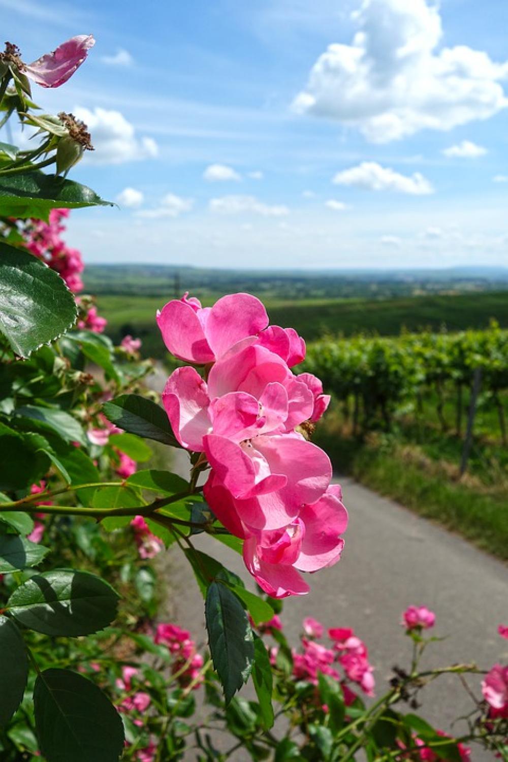 Roses Vineyard Rheinhessen Wine Birthday Red Luck Roses Vineyard Rheinhessen Wine Birthday Red Luck
