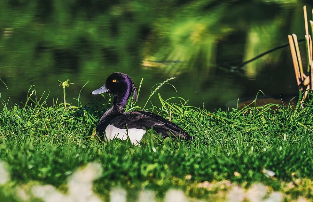 Row Pension Water Bird Duck Bird Pond Bird Animal Row Pension Water Bird Duck Bird Pond Bird Animal