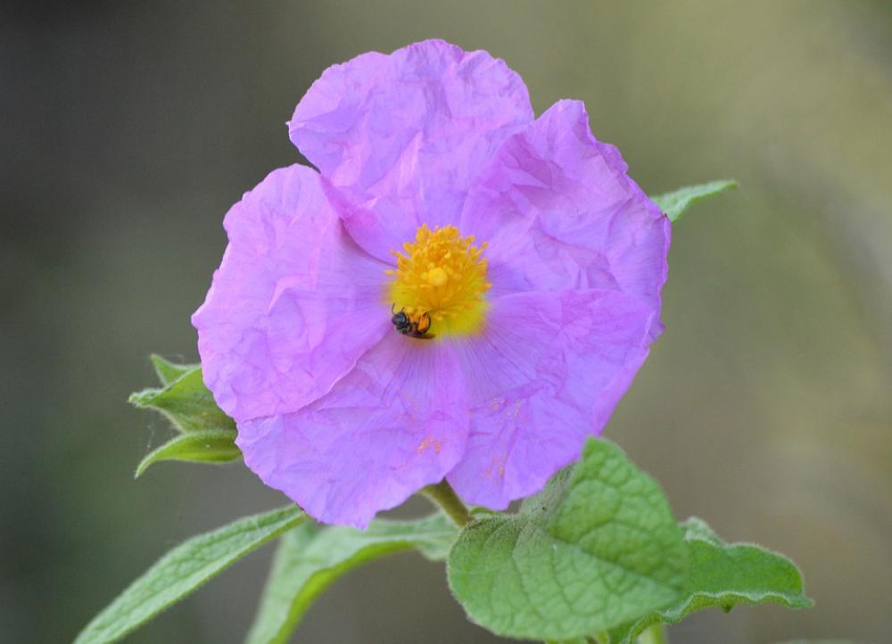 Sea Croatia Nature Flower Natural Summer Flora Sea Croatia Nature Flower Natural Summer Flora