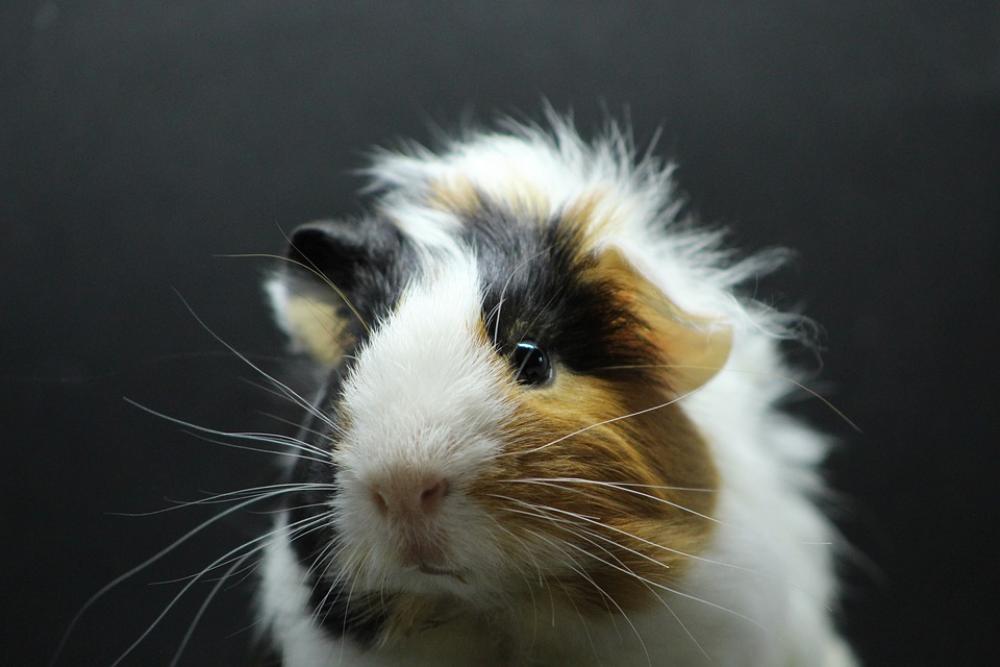 Sea Pig Fur Animal Sea Pig Fur Face Rodent Sea Pig Fur Animal Sea Pig Fur Face Rodent